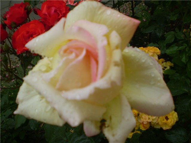 ruža11